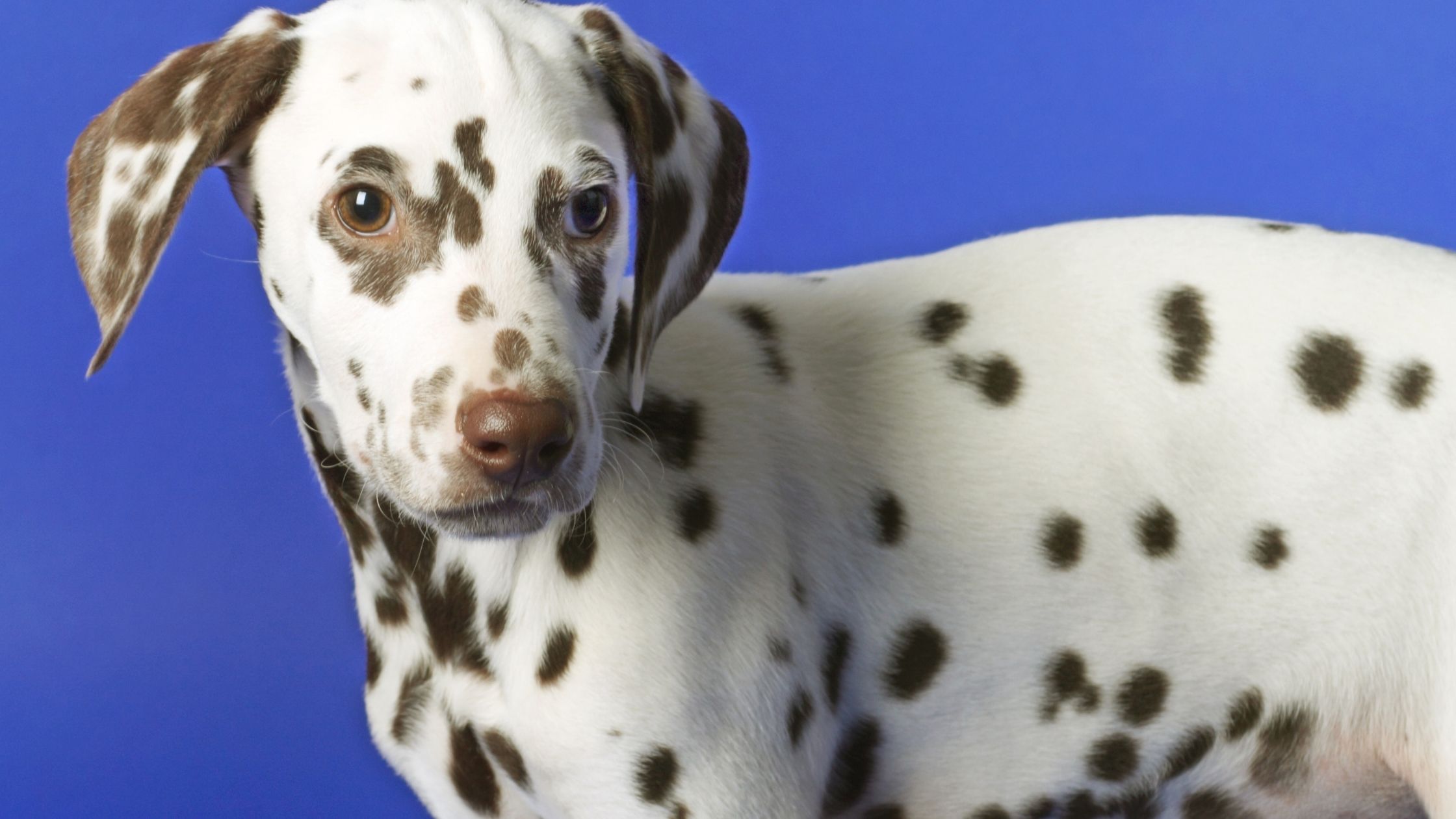 A brown long haired Dalmatian 
