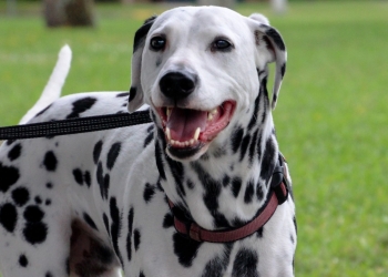 A Dalmation dog with black spots