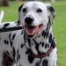 A Dalmation dog with black spots