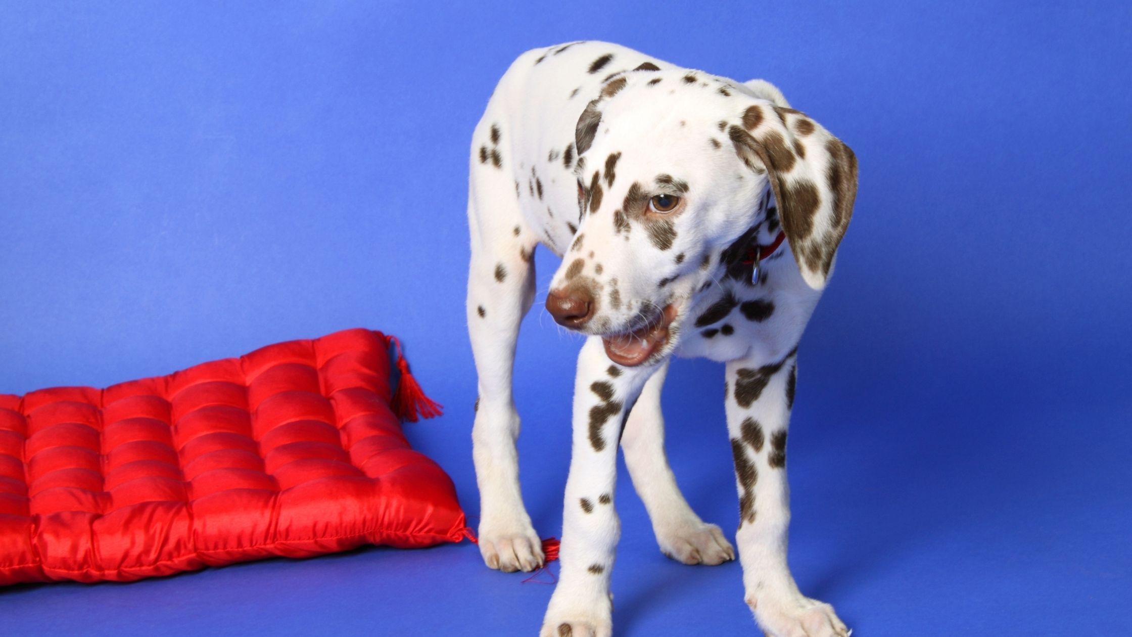 A brown long haired Dalmatian
